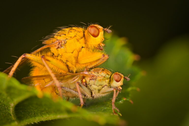 platteland Natuurvertelsels